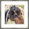 Bear Hug Framed Print