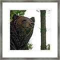 Bear Framed Print