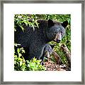 Bear Mom And Cub 9539 Framed Print