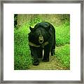 Bear On The Prowl Framed Print