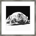 Bear Skull Framed Print