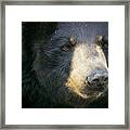 Bear With Me Framed Print