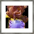 Bearded Iris With Black Background Framed Print