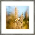 Bearded Tit Framed Print