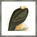 Bearded Vulture Framed Print