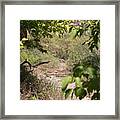 Beaten Path Framed Print