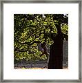 Beautiful Acorn Oak Tree In Forest Landscape With Dappled Sunlig Framed Print