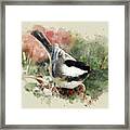 Beautiful Chickadee - Watercolor Art Framed Print