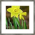 Beautiful Daffodil Flower Framed Print