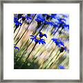 Beautiful Dancing Blue Flowers Romance Framed Print
