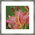 Beautiful Day Lilies Framed Print