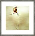 Beautiful Dragonfly Framed Print