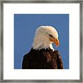 Beautiful Eagle Framed Print