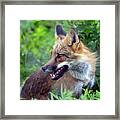 Beautiful Fox Portrait Framed Print
