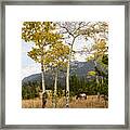Beautiful Horse Autumn Aspen Trees Grove Grazing Framed Print