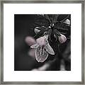 Beautiful Houstonia Purpurea Framed Print