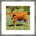 Beautiful Longhorn Cow Framed Print