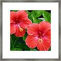 Beautiful Pair Framed Print