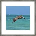 Beautiful Pelican Flying Over Aqua Waters In Aruba Framed Print