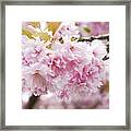 Beautiful Pink Blossoms Framed Print
