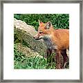 Beautiful Red Fox Cub Framed Print