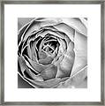 Beautiful Rose Closeup In Black And White Framed Print
