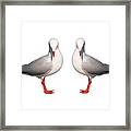 Beautiful Silver Gull. Original And Exclusive Photo Art. Framed Print