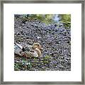 Beautiful Squeeker The Duck Framed Print