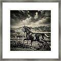 Beautiful Stallion Running Framed Print