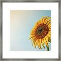 Beautiful Sunflower And Sun Light Form Top Left. Framed Print