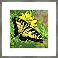 Beautiful Swallowtail Butterfly Framed Print