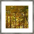 Beautiful Trees In The Forest 14 Framed Print