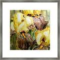 Beautiful Yellow Iris Framed Print