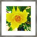 Beautiful Yellow Framed Print