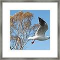 Beautiful Australian Seagull. Exclusive Photo Art. Framed Print