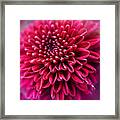 Beauty In Red Framed Print