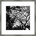 Beauty In The Trees, India Framed Print