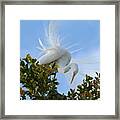 Beauty In The Treetop Framed Print
