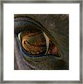 Beauty Is In The Eye Of The Beholder Framed Print