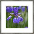 Beauty Of An Iris Framed Print
