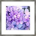 Beauty Of Hydrangea Framed Print