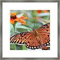 Beauty Times Two Framed Print