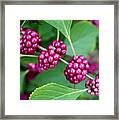 Beautyberry Bush Framed Print