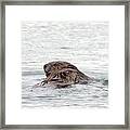 Beavers Snuggling Framed Print