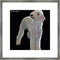 Bedlington Terrier Framed Print