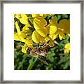 Bee And Broom In Bloom Framed Print