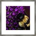 Bee And Purple Flower 2 Framed Print