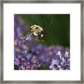 Bee Approaches Lavender Framed Print