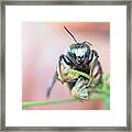 Bee Busy Framed Print