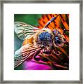 Bee Close Up Framed Print